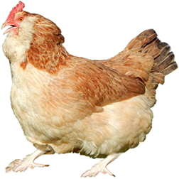 Favorelles Bantam Chicken