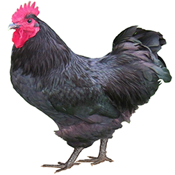 Langshan Bantam Chicken