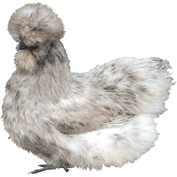 Silkie Bantam Chicken (Bearded)