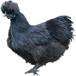 Silkie Bantam Chicken (Non-Bearded)