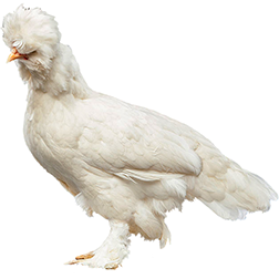 Sultan Bantam Chicken