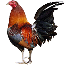 American Game Bantam Chicken