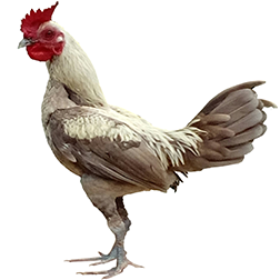 Modern Game Class Bantam Chickens
