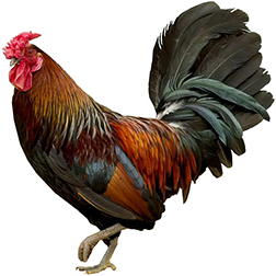 Rose Comb Clean Leg Bantam Chickens RCCL
