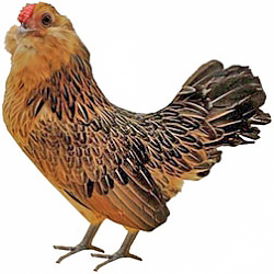 Belgian Bearded d'Anver Bantam Chicken