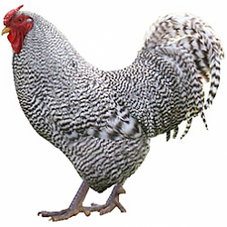 Dominique Bantam Chicken
