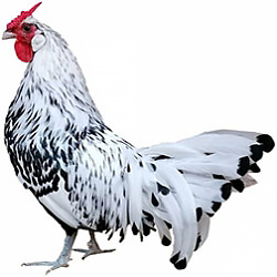 Hamburg Bantam Chicken