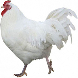 RC Dorking Bantam Chicken