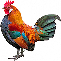 RC Leghorn Bantam Chicken