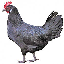 RC Minorca Bantam Chicken
