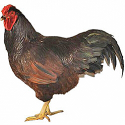 RC Rhode Island Red Bantam Chicken