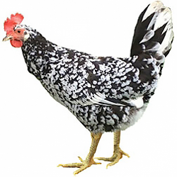 RCCL Ancona Bantam Chicken