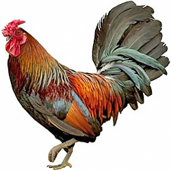 Redcap Bantam Chicken
