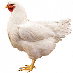 Rhode Island White Bantam Chicken