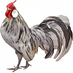 Rosecomb Bantam Chicken