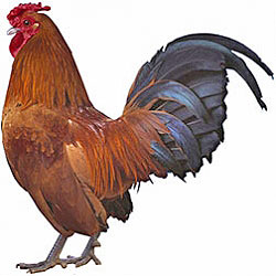 SC Nankin Bantam Chicken