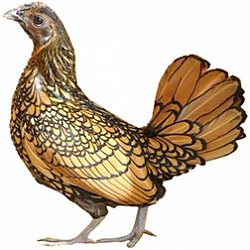 Sebright Bantam Chicken