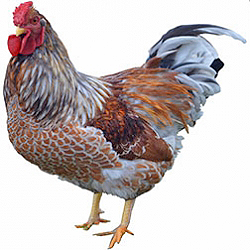 Wyandotte Bantam Chicken