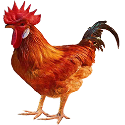 Single Comb Clean Leg Bantam Chickens SCCL