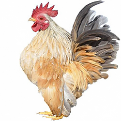 Serama Bantam Chicken (American)