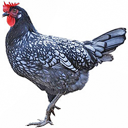 Andalusian Bantam Chicken