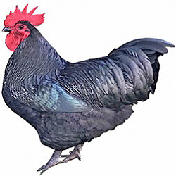 Australorp Bantam Chicken