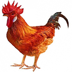Catalana Bantam Chicken