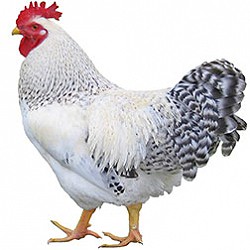 Delaware Bantam Chicken