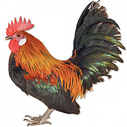 Dutch Bantam Chicken