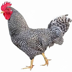 Holland Bantam Chicken