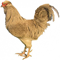 Japanese Bantam Chicken
