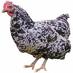 Java Bantam Chicken