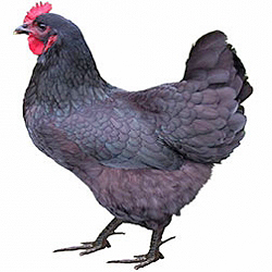 Jersey Giant Bantam Chicken