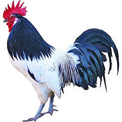 Lakenvelder Bantam Chicken