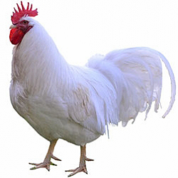 Lamona Bantam Chicken