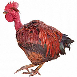 Naked Neck Bantam Chicken