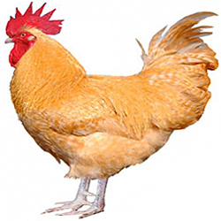 Orpington Bantam Chicken