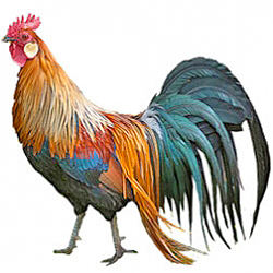 Phoenix Bantam Chicken
