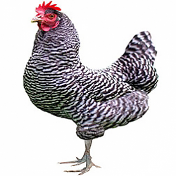 Plymouth Rock Bantam Chicken