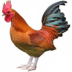 RC Nankin Bantam Chicken