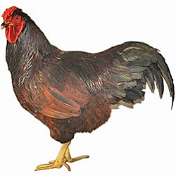 SC Rhode Island Red Bantam Chicken
