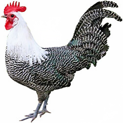 SC Dorking Bantam Chicken