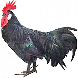 SC Minorca Bantam Chicken