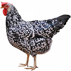 SCCL Ancona Bantam Chicken