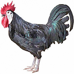 Spanish Bantam Chicken