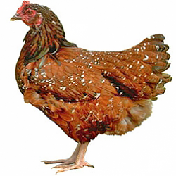 Sussex Bantam Chicken