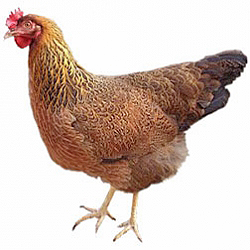 Welsummer Bantam Chicken