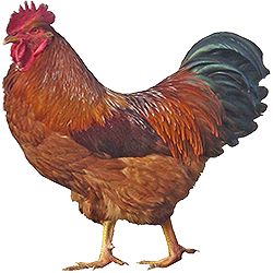 New Hampshire Bantam Chicken