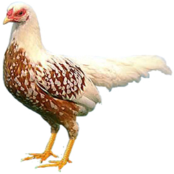 All Other Standard Breed Chickens AOSB