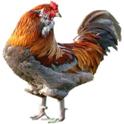 Ameraucana Chicken